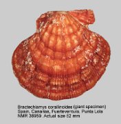 Bractechlamys corallinoides (2)